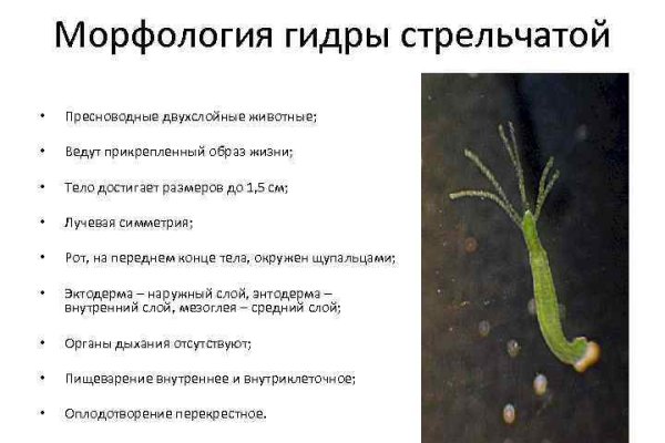 Kraken магазин интернет