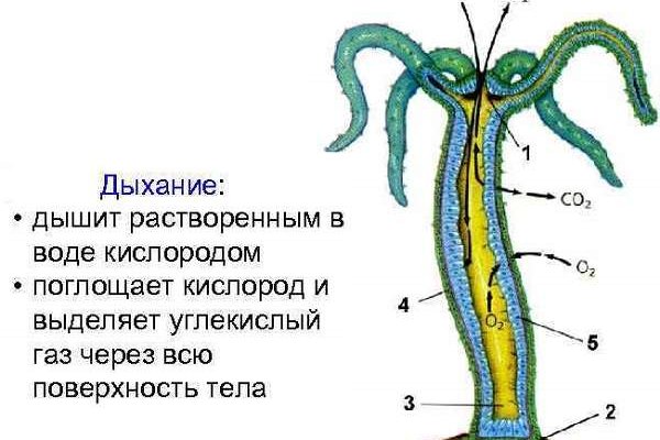 Кракен что это такое маркетплейс