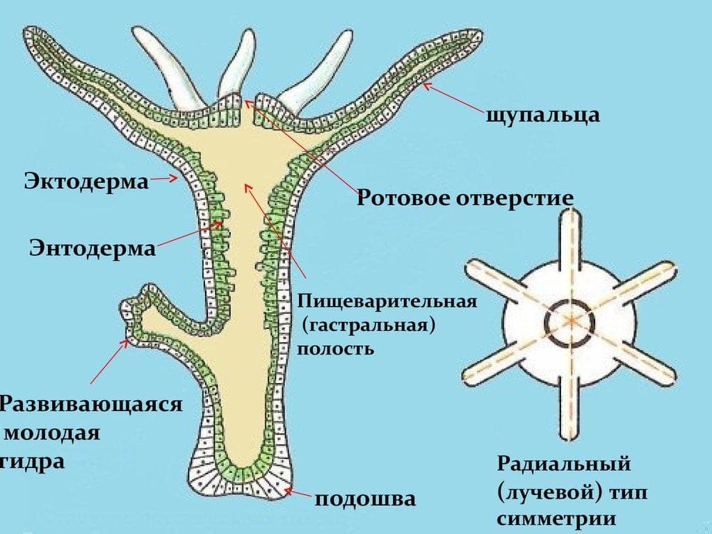 Кракен сайт 17at
